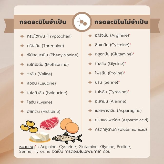 กรดอะมิโนไม่จำเป็น (Nonessential amino acids) & กรดอะมิโนจำเป็น (Essential amino acids)
