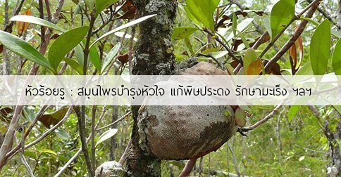 หัวร้อยรู สรรพคุณและประโยชน์ของต้นหัวร้อยรู 11 ข้อ !