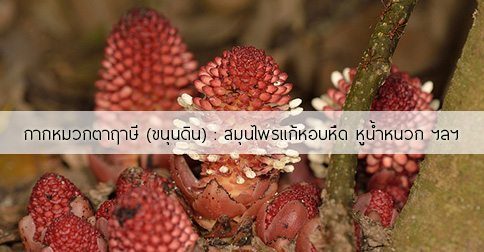 กากหมากตาฤาษี สรรพคุณของต้นกากหมากตาฤาษี ! (ขนุนดิน)