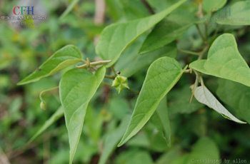 ข้าวต้ม สรรพคุณและประโยชน์ของต้นข้าวต้ม (จั่นนก, มะกล่องข้าวตัวผู้)