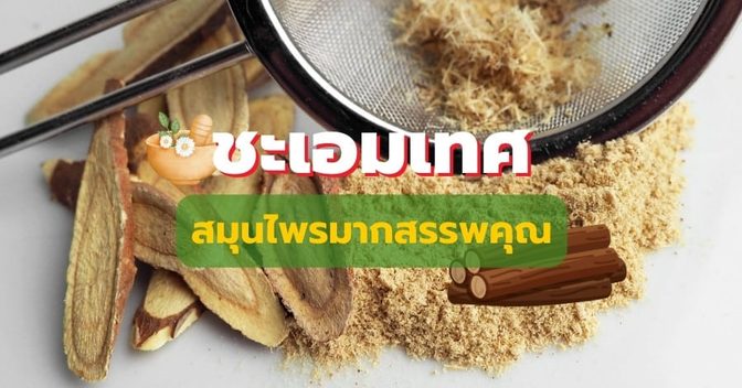 สมุนไพรชะเอมเทศ
