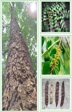 ซาก