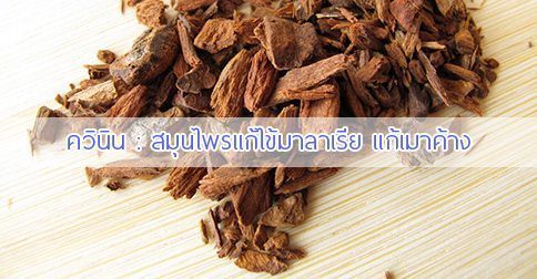 ควินิน สรรพคุณและประโยชน์ของต้นควินิน 12 ข้อ !