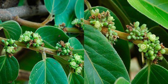 ดอกกรวยป่า