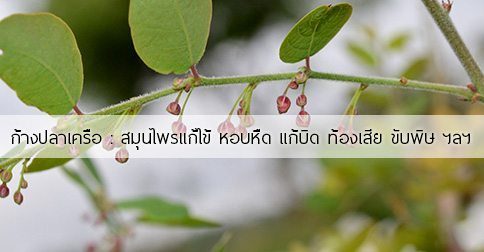 ก้างปลาเครือ สรรพคุณและประโยชน์ของต้นก้างปลาเครือ 12 ข้อ !