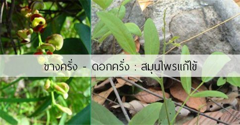 ขางครั่ง สรรพคุณและประโยชน์ของต้นขางครั่ง (ดอกครั่ง)