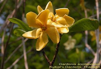 10 สรรพคุณและประโยชน์ของต้นคํามอกหลวง !
