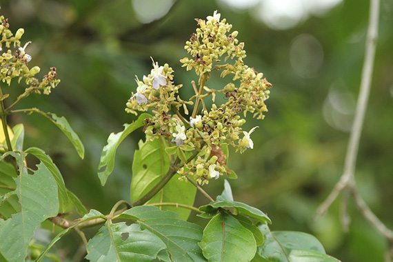 ดอกตีนนก