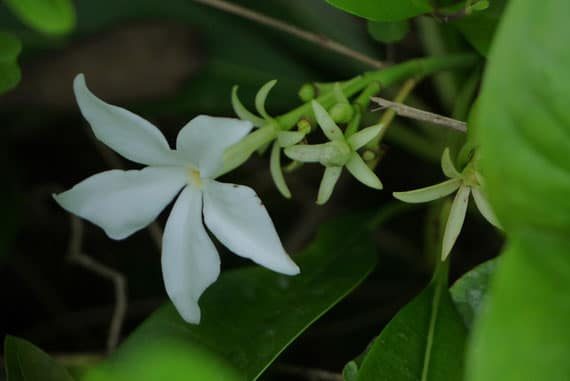 ดอกตีนเป็ดทะเล