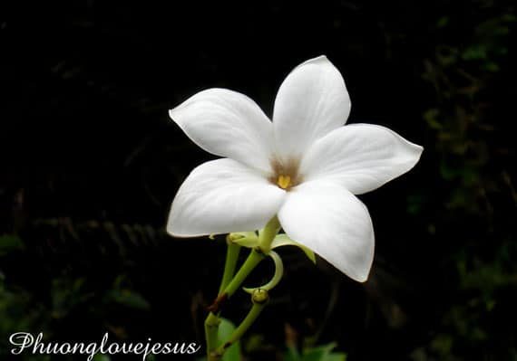 ดอกตีนเป็ดน้ำ