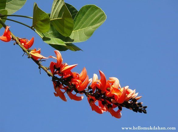 รูปทองกวาว