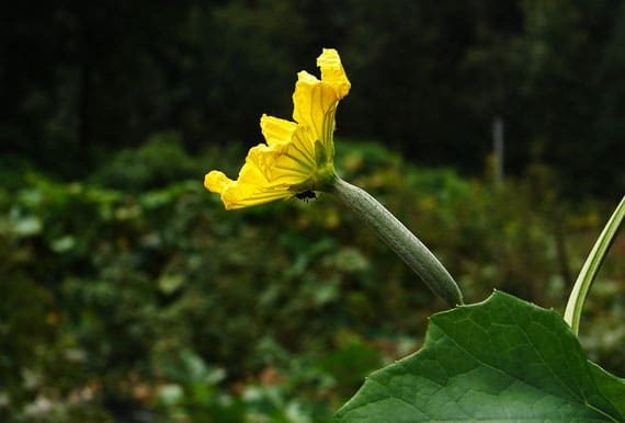 ดอกบวบหอมเพศเมีย