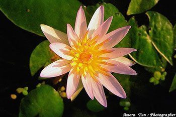 บัวผัน บัวเผื่อน สรรพคุณและประโยชน์ของดอกบัวเผื่อน 13 ข้อ !