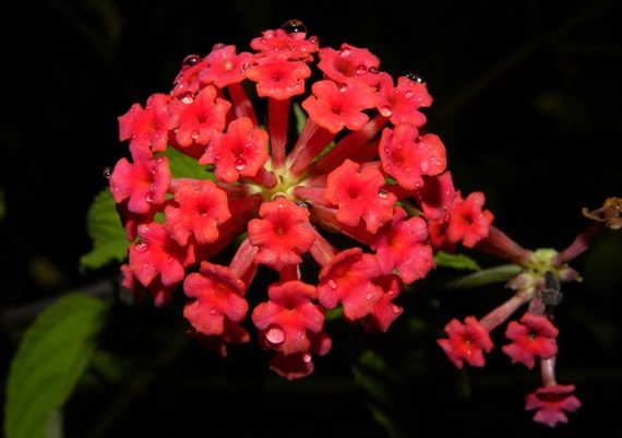 ดอกผกากรองสีแดง