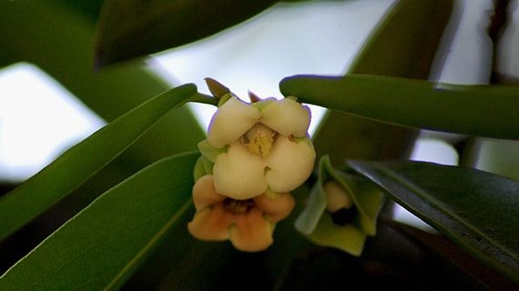 ดอกมะพลับเพศเมีย