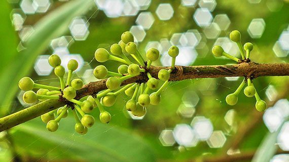 ดอกสารพี