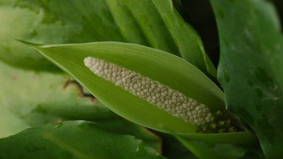 ดอกเขียวหมื่นปี