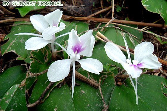 ดอกเปราะป่า