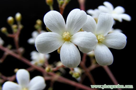 ดอกโลดทะนงแดง