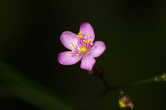 ดอกโสมไทย