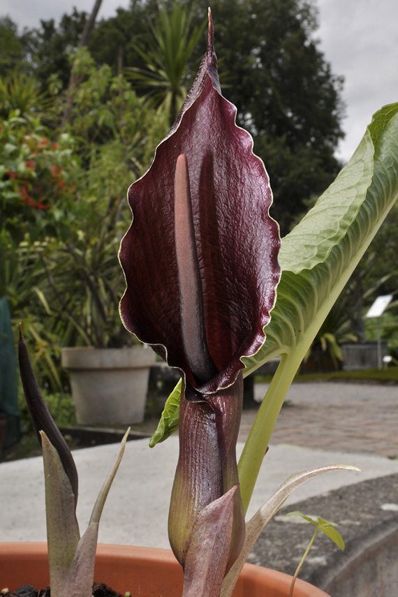 ดอกโหราบอน