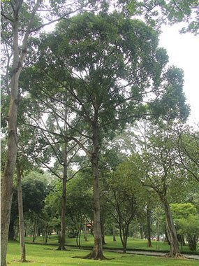 ตะเคียนทอง