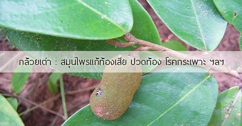 กล้วยเต่า สรรพคุณและประโยชน์ของต้นกล้วยเต่า 9 ข้อ !