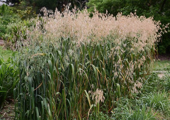 ต้นข้าวโอ๊ต