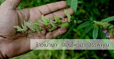 ข้าวเม่านก สรรพคุณและประโยชน์ของต้นข้าวเม่านก 30 ข้อ !