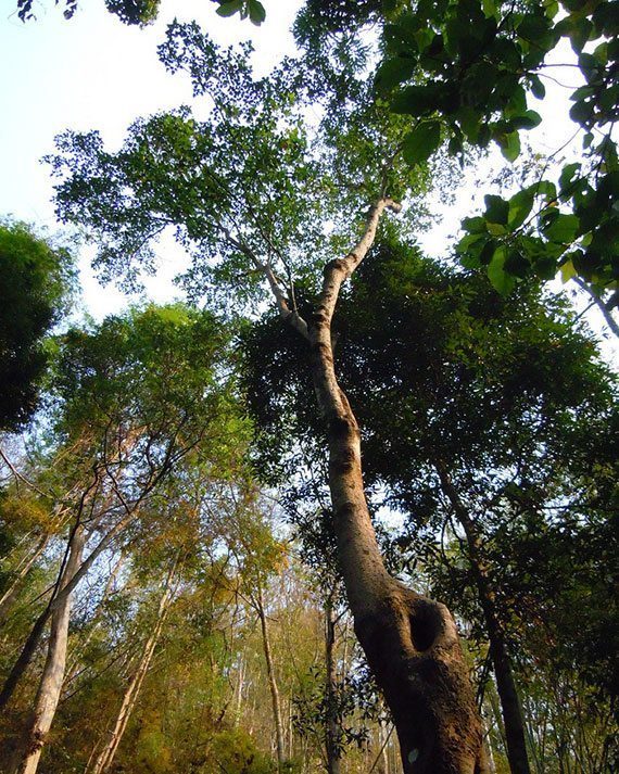 ต้นทองหลางป่า