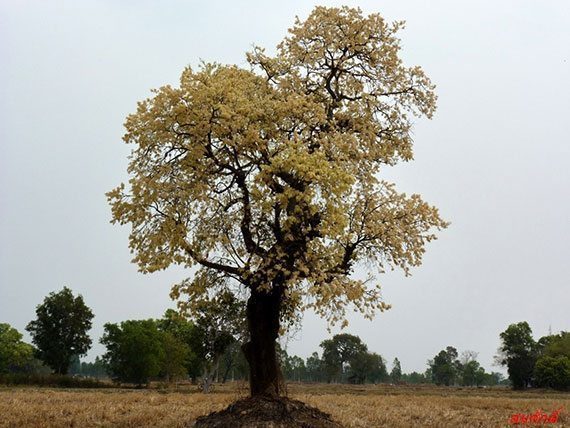 ต้นพะยอม
