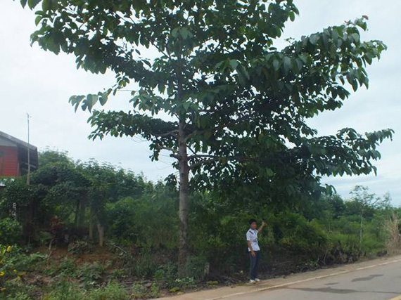 ต้นสะแกแสง