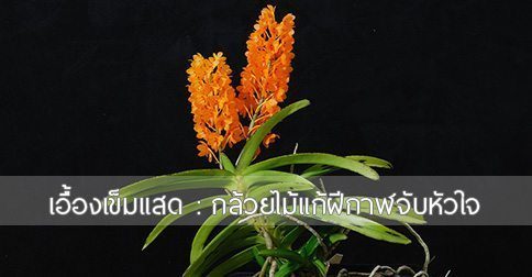 เอื้องเข็มแสด ประโยชน์ของกล้วยไม้เอื้องเข็มแสด ! (พุ่มสุวรรณ)