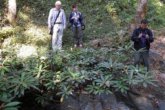 ต้นเดื่อผา