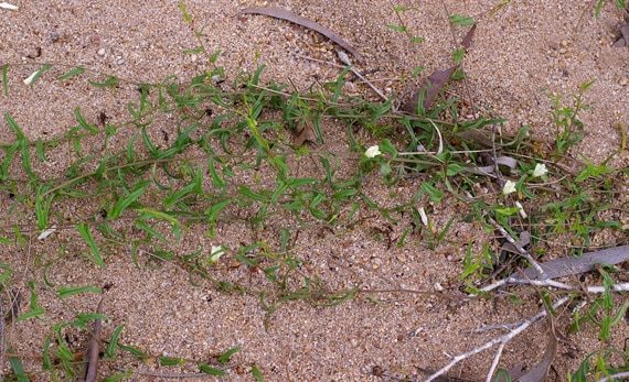 ต้นเถาตดหมา