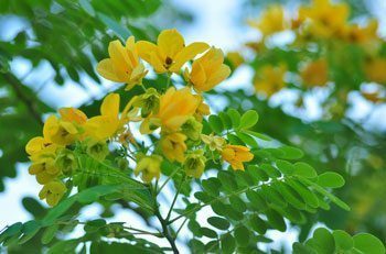 ทรงบาดาล สรรพคุณและประโยชน์ของต้นทรงบาดาล 7 ข้อ !