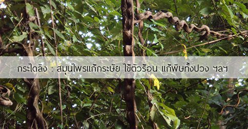 กระไดลิง สรรพคุณและประโยชน์ของต้นกระไดลิง 20 ข้อ !