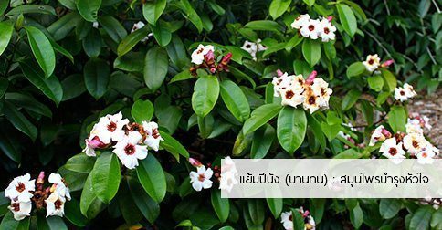 แย้มปีนัง สรรพคุณและประโยชน์ของต้นแย้มปีนัง 8 ข้อ !