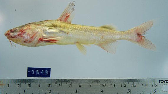 ปลาอุก