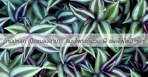 ก้ามปูหลุด สรรพคุณของต้นก้ามปูหลุด 15 ข้อ ! (ปีกแมลงสาบ)