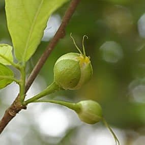 ผลข่อย