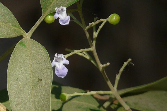 ผลคนทีเขมา