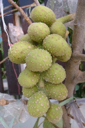 ผลจำปี