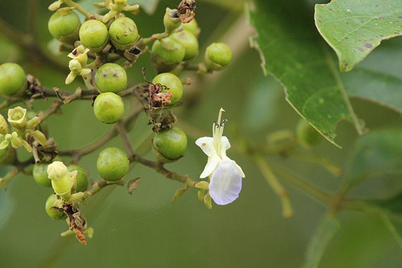 ผลตีนนก