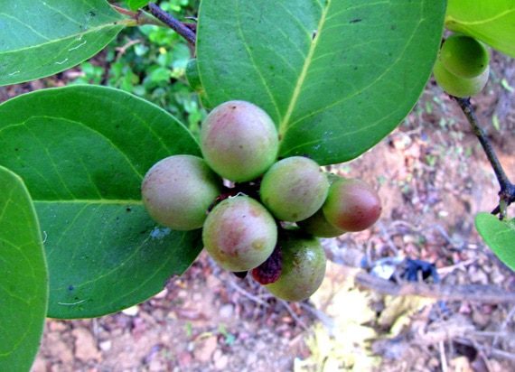 ผลหนามพรม