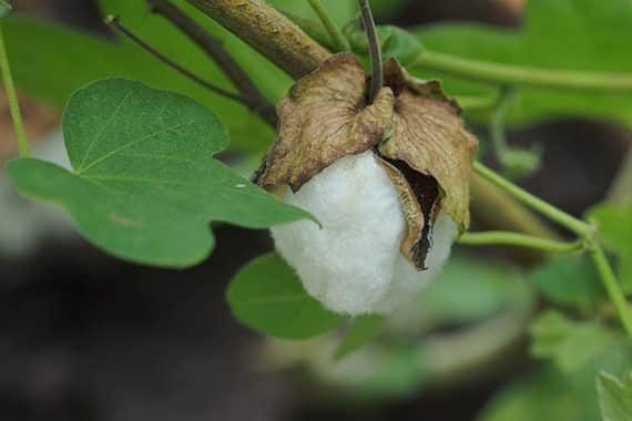 ฝ้ายหีบ
