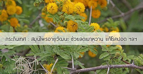 กระถินเทศ สรรพคุณและประโยชน์ของต้นกระถินเทศ 38 ข้อ !