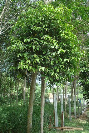 ภาพกฤษณา