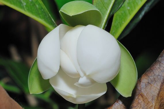 ภาพยี่หุบ