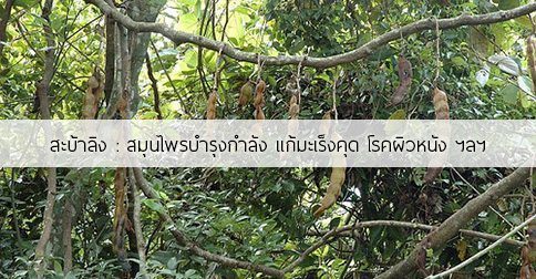 สะบ้าลิง สรรพคุณและประโยชน์ของต้นสะบ้าลิง 7 ข้อ !